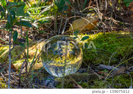 Macro View of Crystal Ball in Yellow Wildflower Meadow Macro View of Crystal Ball in Yellow Wildflower Meadow 139075812