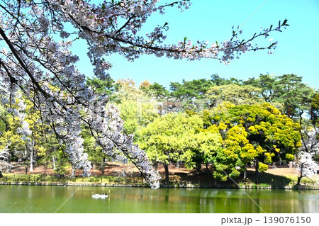 桜満開の大宮公園 埼玉 桜満開の大宮公園 埼玉 139076150