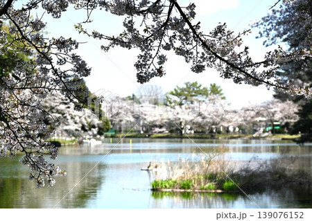 桜満開の大宮公園 埼玉 桜満開の大宮公園 埼玉 139076152