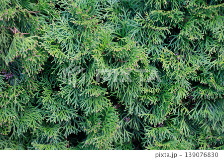 Green thuja tree branches background. Natural needles backdrop, bright evergreen texture, copy space. 139076830