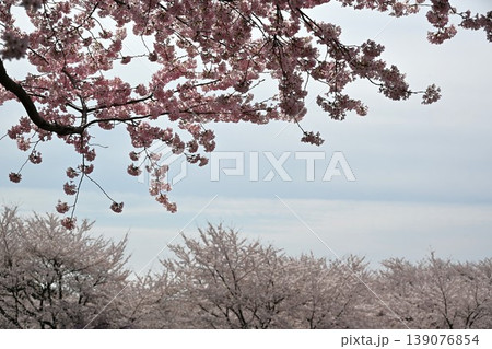 満開の赤城南面千本桜 群馬 満開の赤城南面千本桜 群馬 139076854