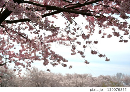 満開の赤城南面千本桜 群馬 満開の赤城南面千本桜 群馬 139076855