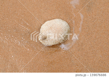 White Sea Coral Fossil on Tropical Sand with Sea Foam 139076886