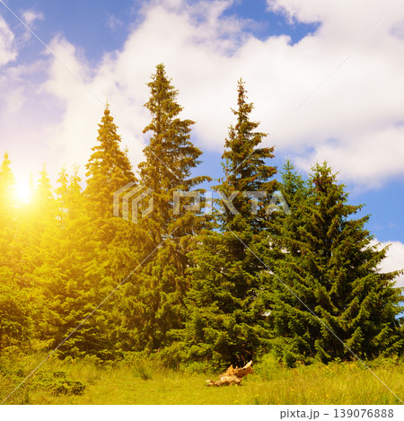 Scenic Mountain Forest Landscape at Sunset 139076888