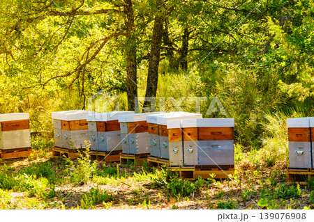 Bee hives in green forest. Bee hives in green forest. 139076908