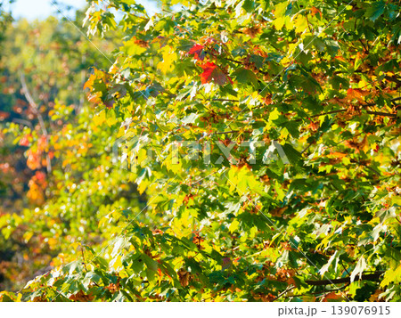 Fall trees yellow orange leaves nature background 139076915