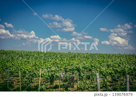 Champagne vineyards, Reims, France 139076979