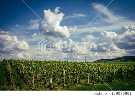 Champagne vineyards, Reims, France Champagne vineyards, Reims, France 139076991