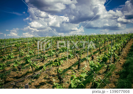 Champagne vineyards, Reims, France Champagne vineyards, Reims, France 139077008