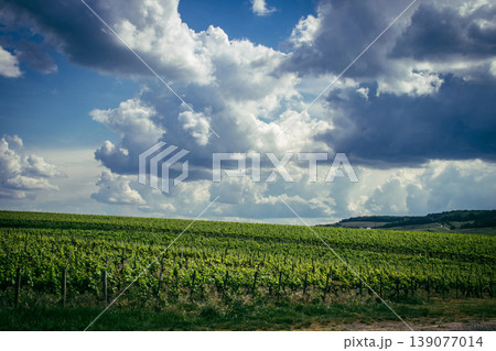 Champagne vineyards, Reims, France 139077014