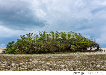 Arvore da Preguica, Sloth Tree in Jericoacoara, Brazil. Summer landscape with a beautiful tree in the middle of the dunes 139077199