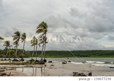The beautiful Caju-una beach, by the Amazon river mouth, in Soure, Marajo island, Brazil. 139077230