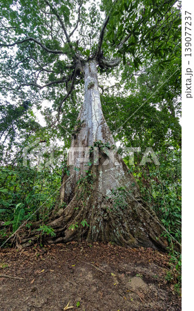 A big tree seen on a river boat tour on the Guama River at Belem do Para, a city on the north area of Brazil. 139077237