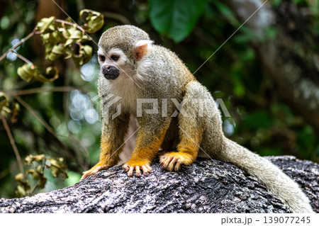 Guianan squirrel monkey, Saimiri sciureus at the sloth path on the Jari Canal at Alter do Chao, Santarem, Para, Brazil 139077245