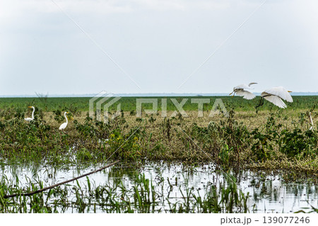 Great egret, Ardea alba at the Jari Canal at Alter do Chao, Santarem District, Para State, Brazil. 139077246