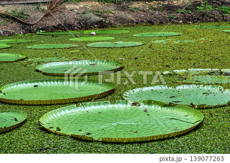 Victoria amazonica flower at Museu da Amazonia, MUSA in Manaus, Brazil. The largest of the water lily family 139077263