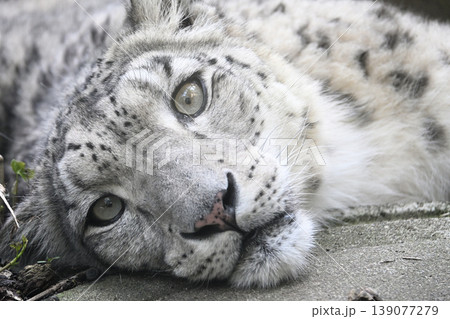 ユキヒョウ ユキヒョウ 139077279