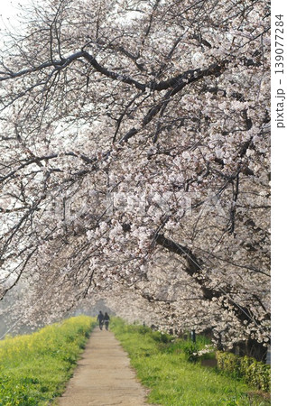 桜のトンネルを歩く 桜のトンネルを歩く 139077284