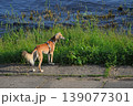 Saluki, dog, Persian Greyhound 139077301
