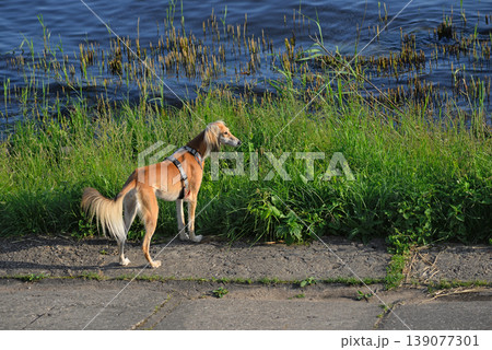 Saluki, dog, Persian Greyhound Saluki, dog, Persian Greyhound 139077301