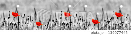 Vibrant red poppies blooming in a monochrome grassy field. Vibrant red poppies blooming in a monochrome grassy field. 139077443