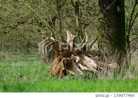Massive exposed roots of a fallen tree in a spring forest meadow Massive exposed roots of a fallen tree in a spring forest meadow 139077460