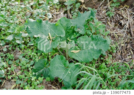 Young green leaves of Tussilago farfara (Coltsfoot) in spring soil 139077473