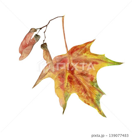 An autumn composition featuring a red maple leaf and maple seeds, hand-painted in watercolor on an isolated background. Simple clip art for autumn interior decor and design. An autumn composition featuring a red maple leaf and maple seeds, hand-painted in watercolor on an isolated background. Simple clip art for autumn interior decor and design. 139077483