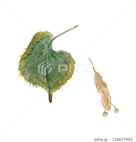 An autumn set with a green leaf and linden seeds, hand-painted in watercolor on an isolated background. Simple clip art for autumn interior decor and design. An autumn set with a green leaf and linden seeds, hand-painted in watercolor on an isolated background. Simple clip art for autumn interior decor and design. 139077485