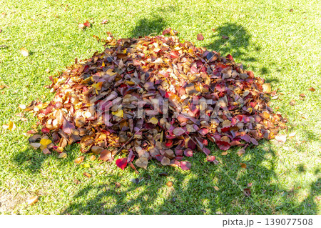 A pile of Autumnal leaves on the ground in a garden A pile of Autumnal leaves on the ground in a garden 139077508
