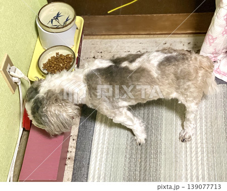 餌を食べるシーズー犬様 餌を食べるシーズー犬様 139077713