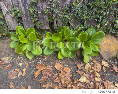 Vibrant green plants growing near a fence on a footpath Vibrant green plants growing near a fence on a footpath 139077818