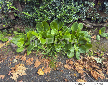 Vibrant green plants growing near a fence on a footpath Vibrant green plants growing near a fence on a footpath 139077819