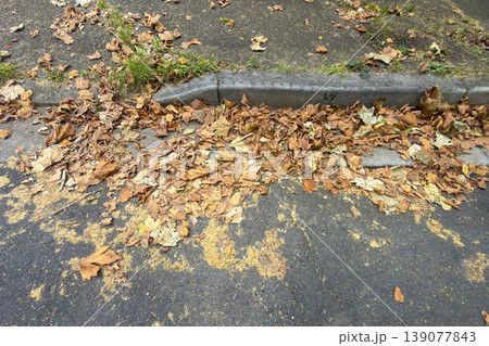 Autumnal leaves scattered on a pedestrian footpath Autumnal leaves scattered on a pedestrian footpath 139077843