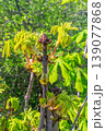 Young leaves of horse chestnut. 139077868