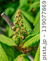 Chestnuts flower before blooming. Chestnut bud and green leaves in spring. 139077869