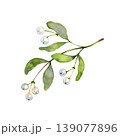 Hand drawn watercolor illustration of a mistletoe branch with green leaves and white berries. This delicate winter botanical element is a classic symbol of Christmas and holiday nature decor. 139077896