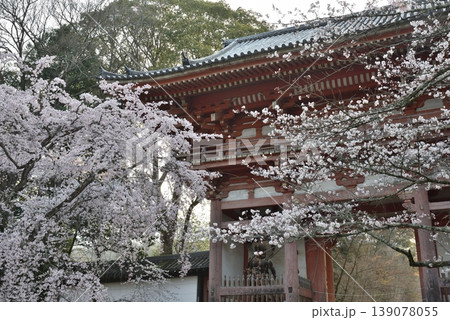 世界遺産 醍醐寺 サクラと仁王門(京都市伏見区) 世界遺産 醍醐寺 サクラと仁王門(京都市伏見区) 139078055