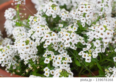 アリッサムの花 アリッサムの花 139078168