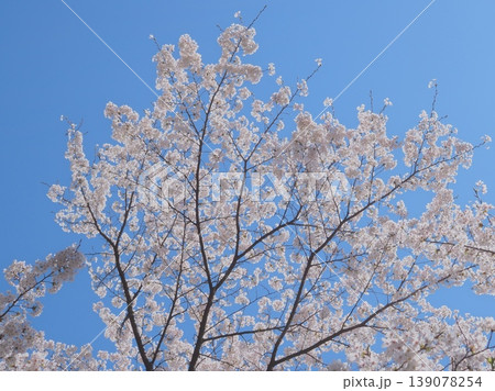 春光注ぐ桜の枝先(afli20260408121210) 春光注ぐ桜の枝先(afli20260408121210) 139078254