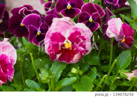 パンジーの花 パンジーの花 139078256