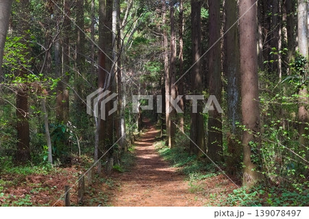 千葉県船橋市船橋県民の森周辺2026年4月 千葉県船橋市船橋県民の森周辺2026年4月 139078497