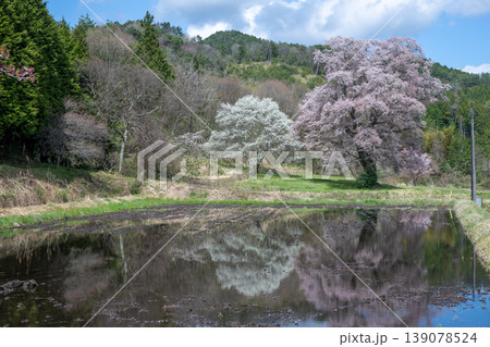 日本の広島県庄原市東城町のとても美しい桜の大木 139078524