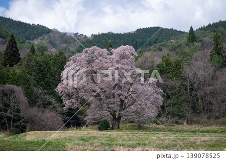 日本の広島県庄原市東城町のとても美しい桜の大木 日本の広島県庄原市東城町のとても美しい桜の大木 139078525