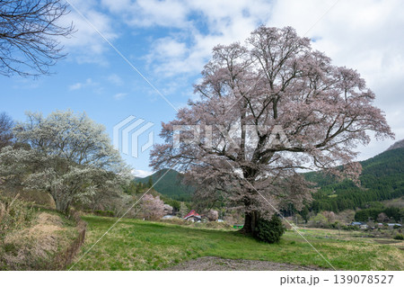 日本の広島県庄原市東城町のとても美しい桜の大木 日本の広島県庄原市東城町のとても美しい桜の大木 139078527