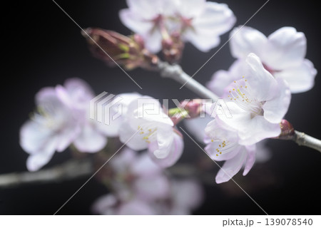 満開の桜　クローズアップ 139078540