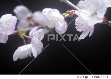 満開の桜 クローズアップ 満開の桜 クローズアップ 139078541
