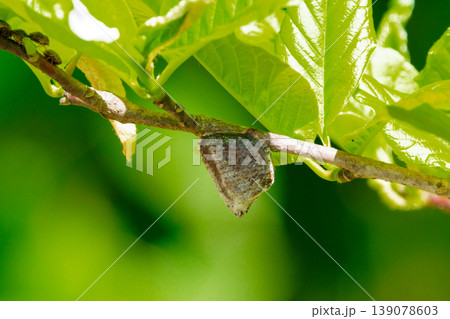 カマキリ科ムネアカハラビロカマキリの卵鞘 カマキリ科ムネアカハラビロカマキリの卵鞘 139078603