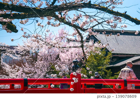 260408中橋桜g005 260408中橋桜g005 139078609