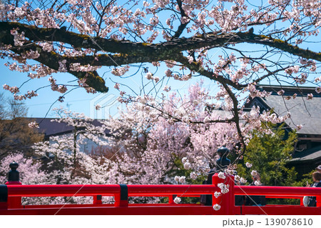 260408中橋桜g007 260408中橋桜g007 139078610